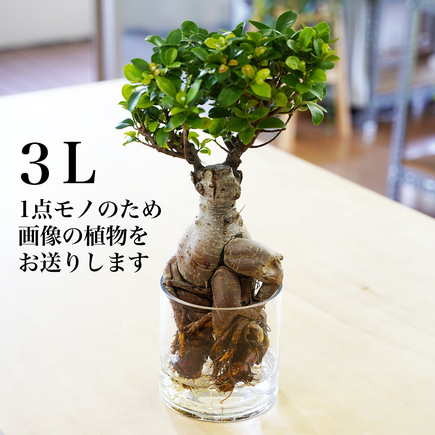 ガジュマル（1点もの）