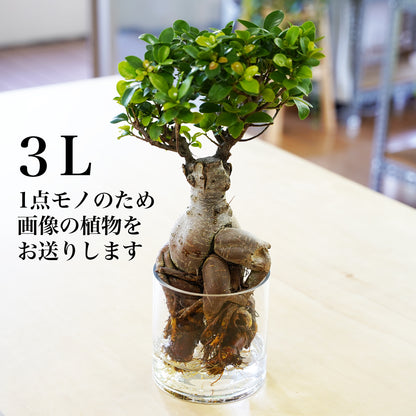 ガジュマル（1点もの）