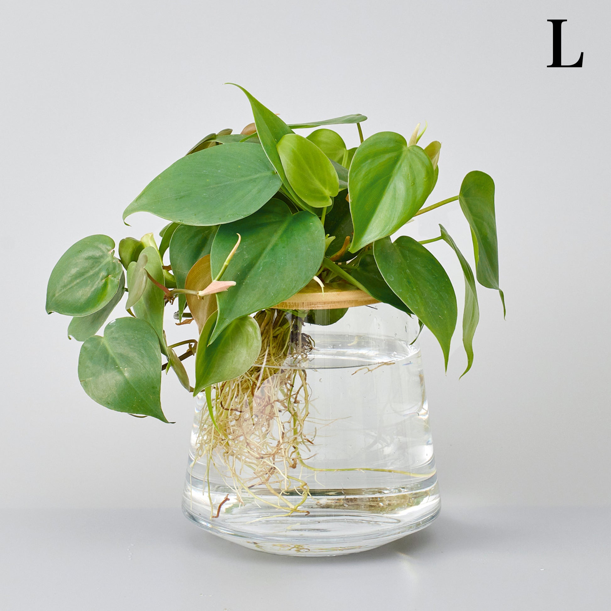 オキシカルディウムの水耕栽培