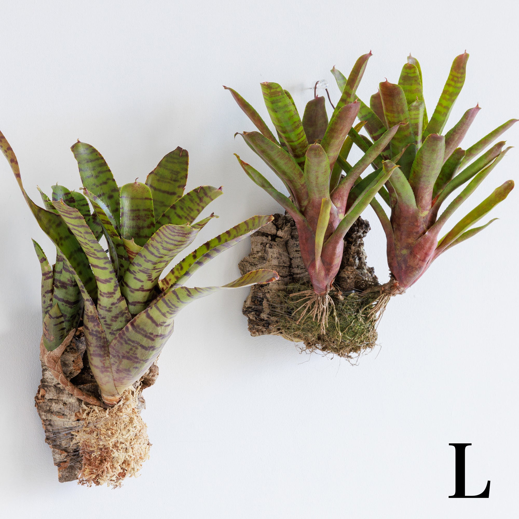 ネオレゲリア（ブロメリア） – WOOTANG 水耕栽培の観葉植物