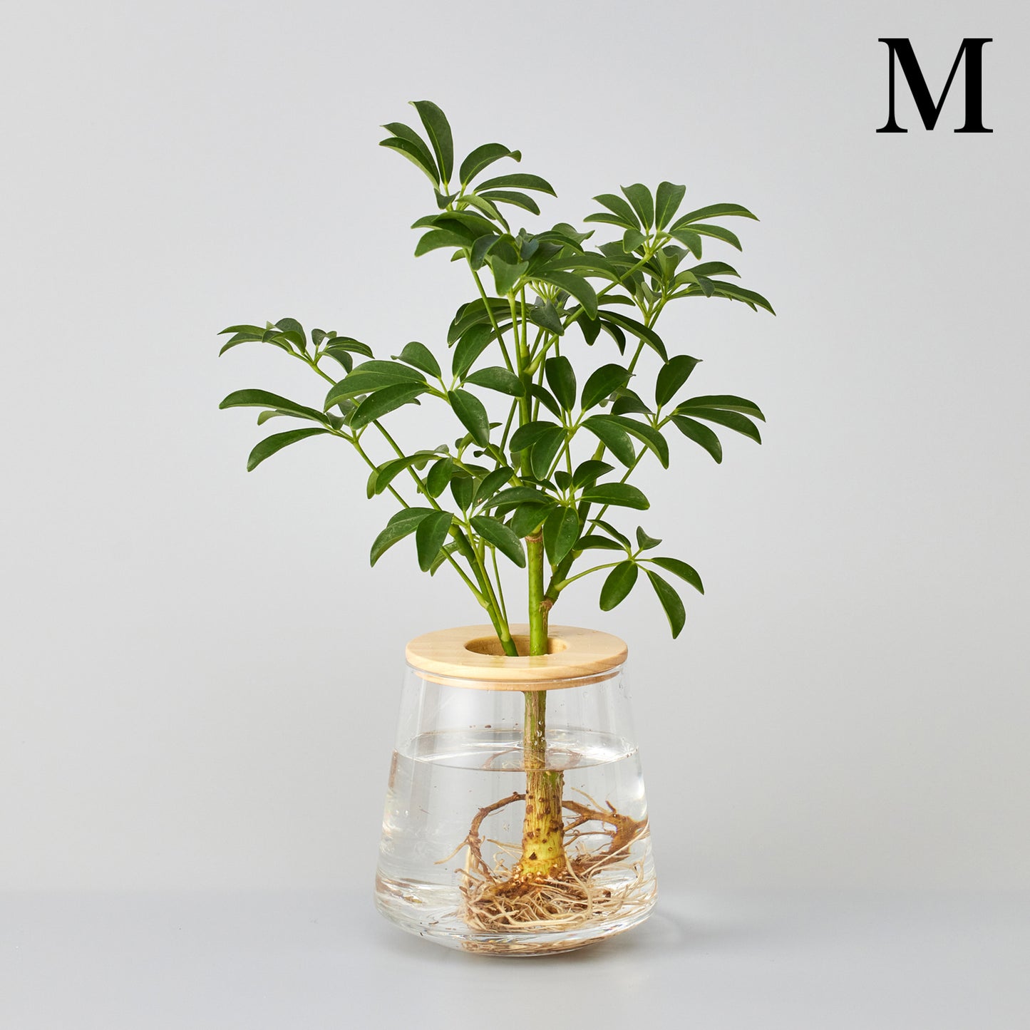 シェフレラの水耕栽培