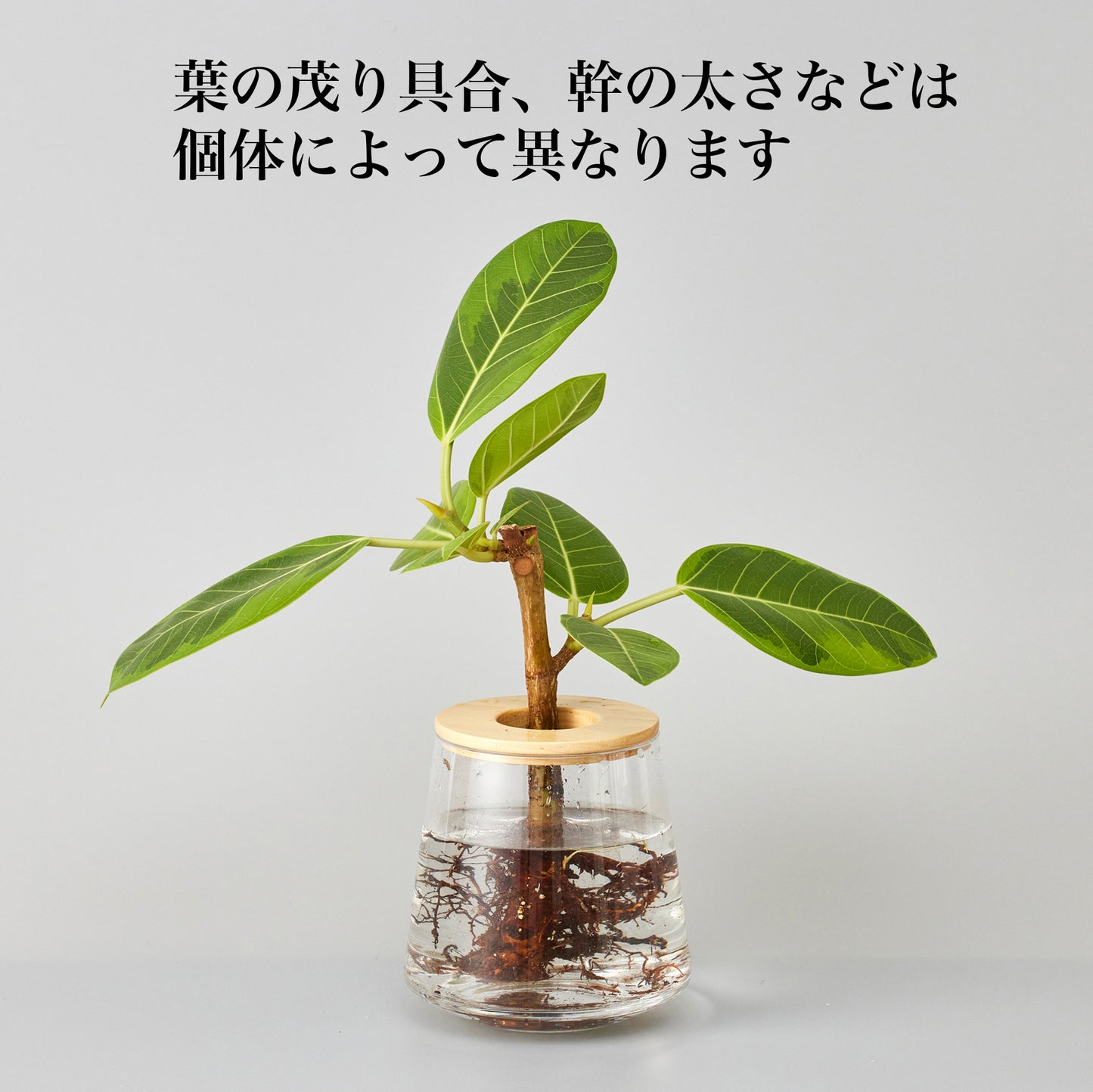 フィカス アルテシマ