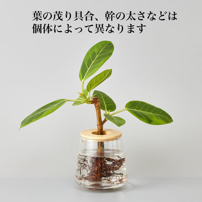 フィカス アルテシマ