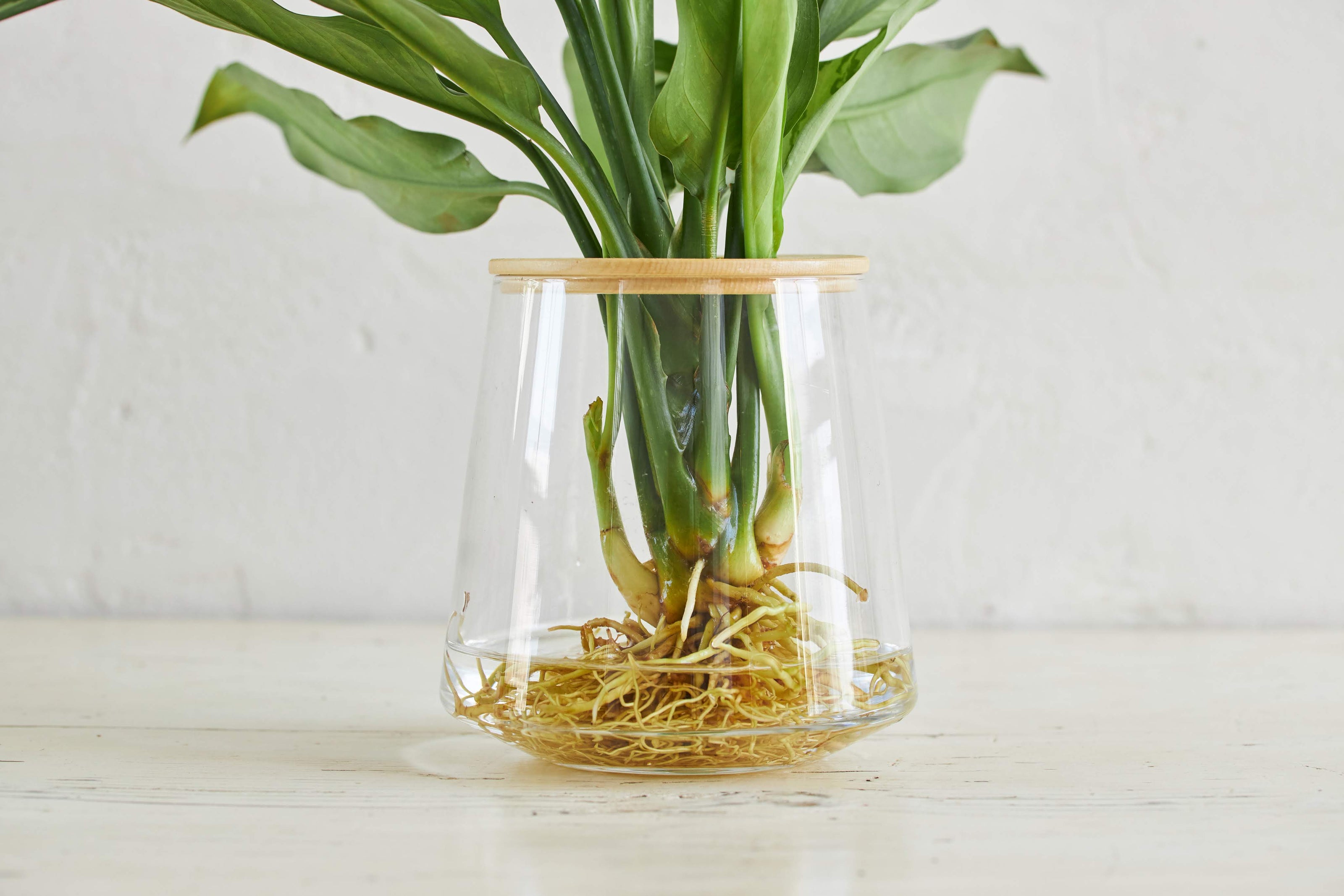 水耕栽培の観葉植物の最適な水の量