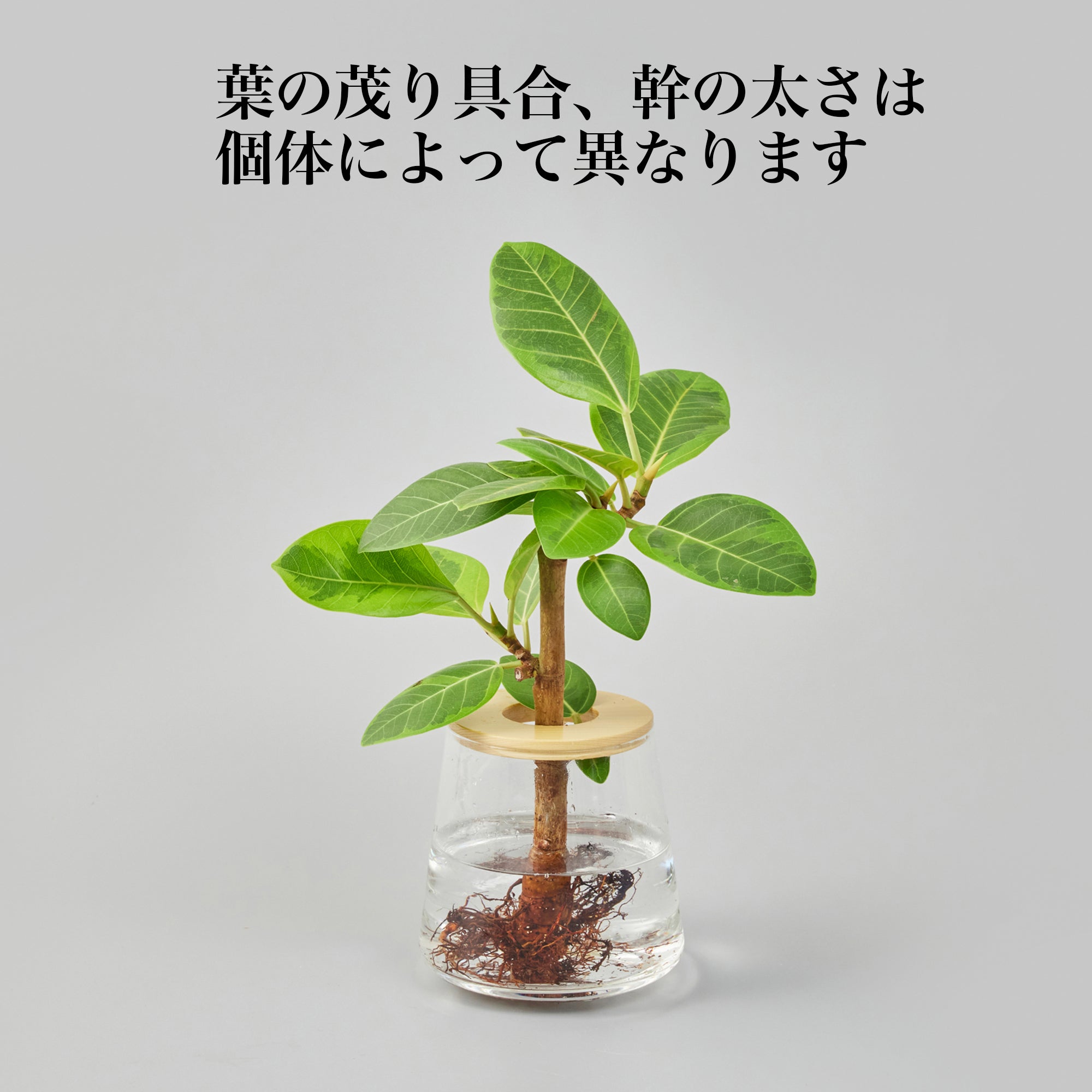 フィカス アルテシマ｜水耕栽培の観葉植物 – WOOTANG 水耕栽培の観葉植物