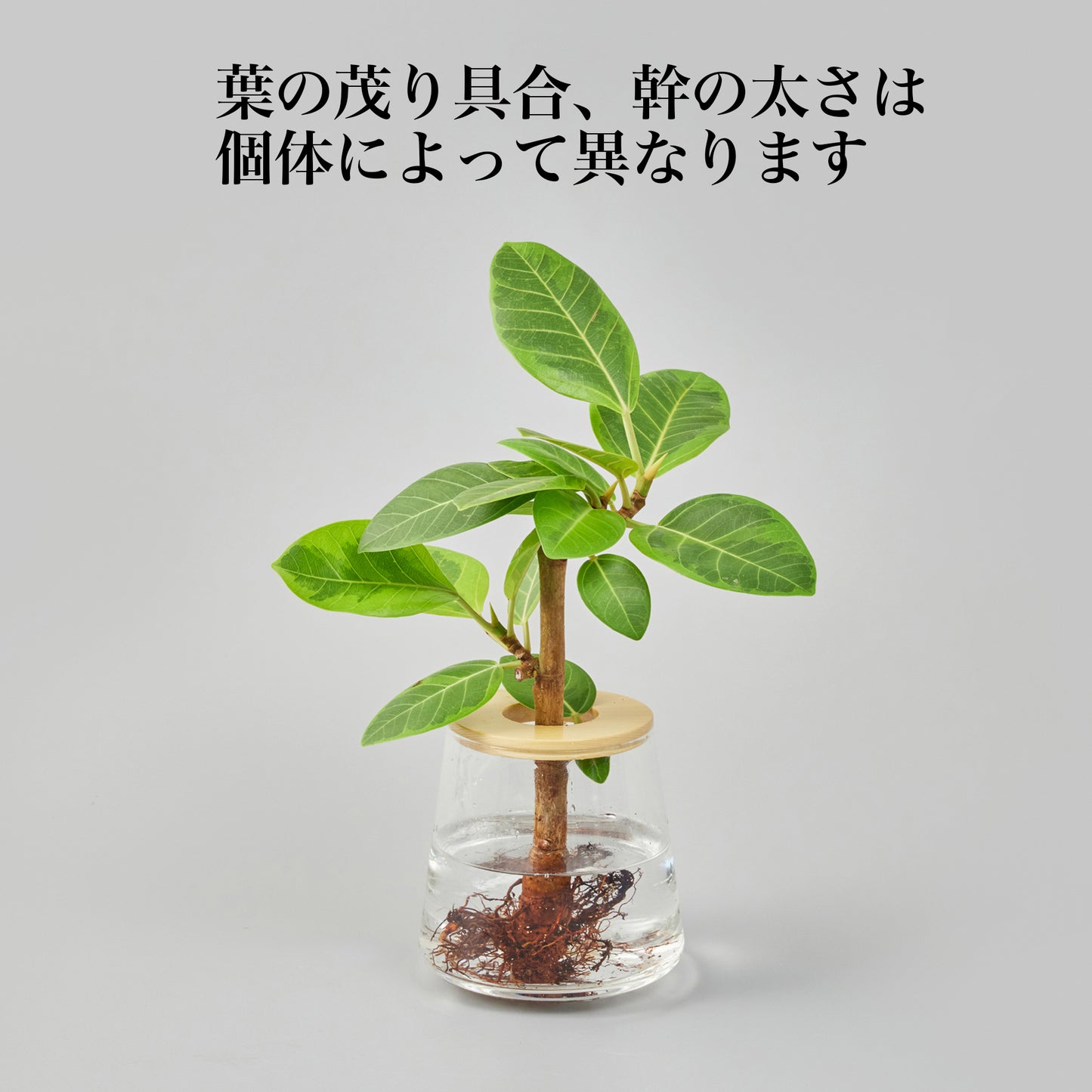 フィカス アルテシマ