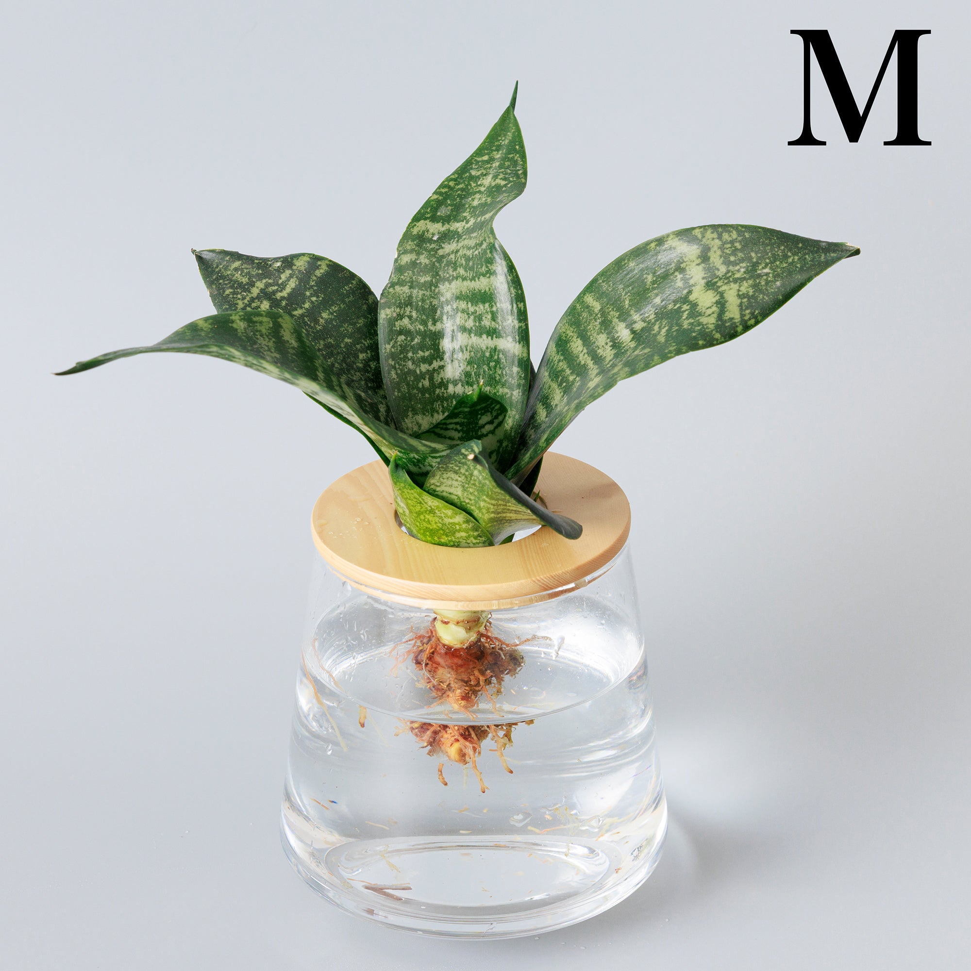 観葉植物 サンスベリア ゼラニカ大型90cm値段相談、 株分け可能 サンスベリア・ゼラニカ 【観葉植物 大型8号鉢・リビングやオフィスの