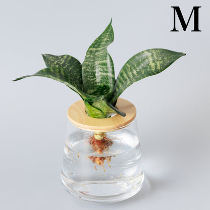 サンスベリアゼラニカ 水耕栽培