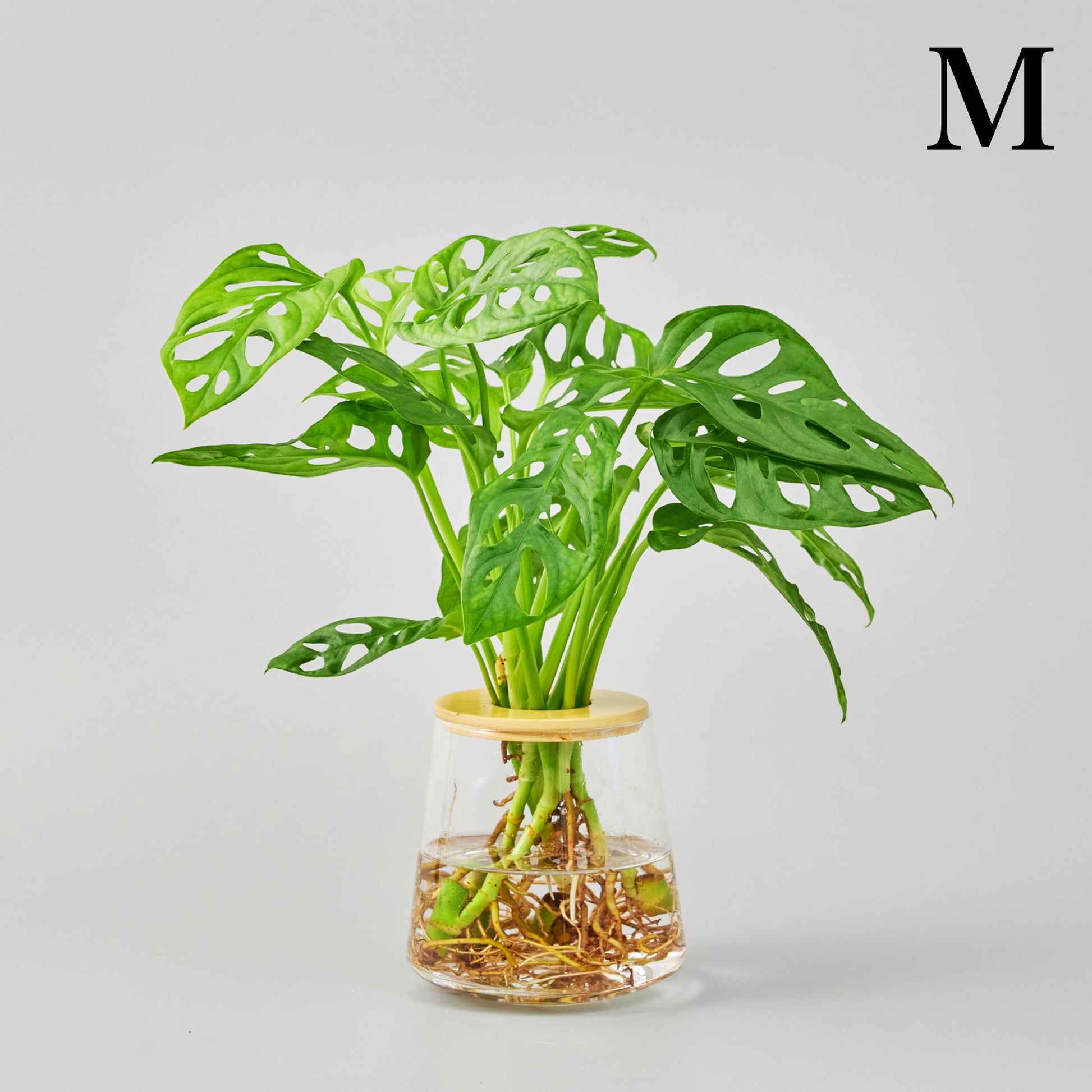 マドカズラの水耕栽培