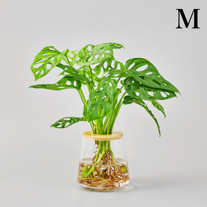 マドカズラの水耕栽培