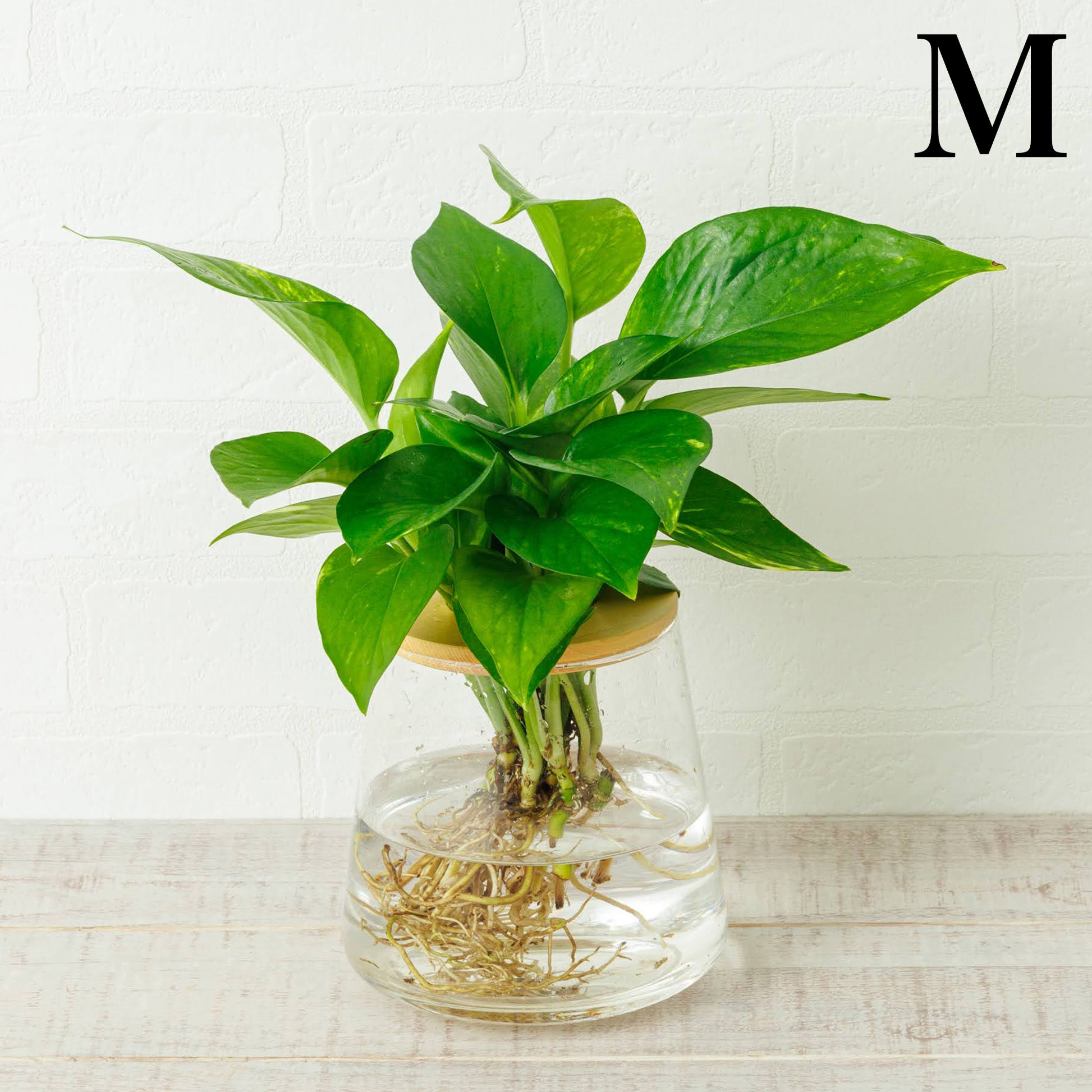 ポトスの水耕栽培