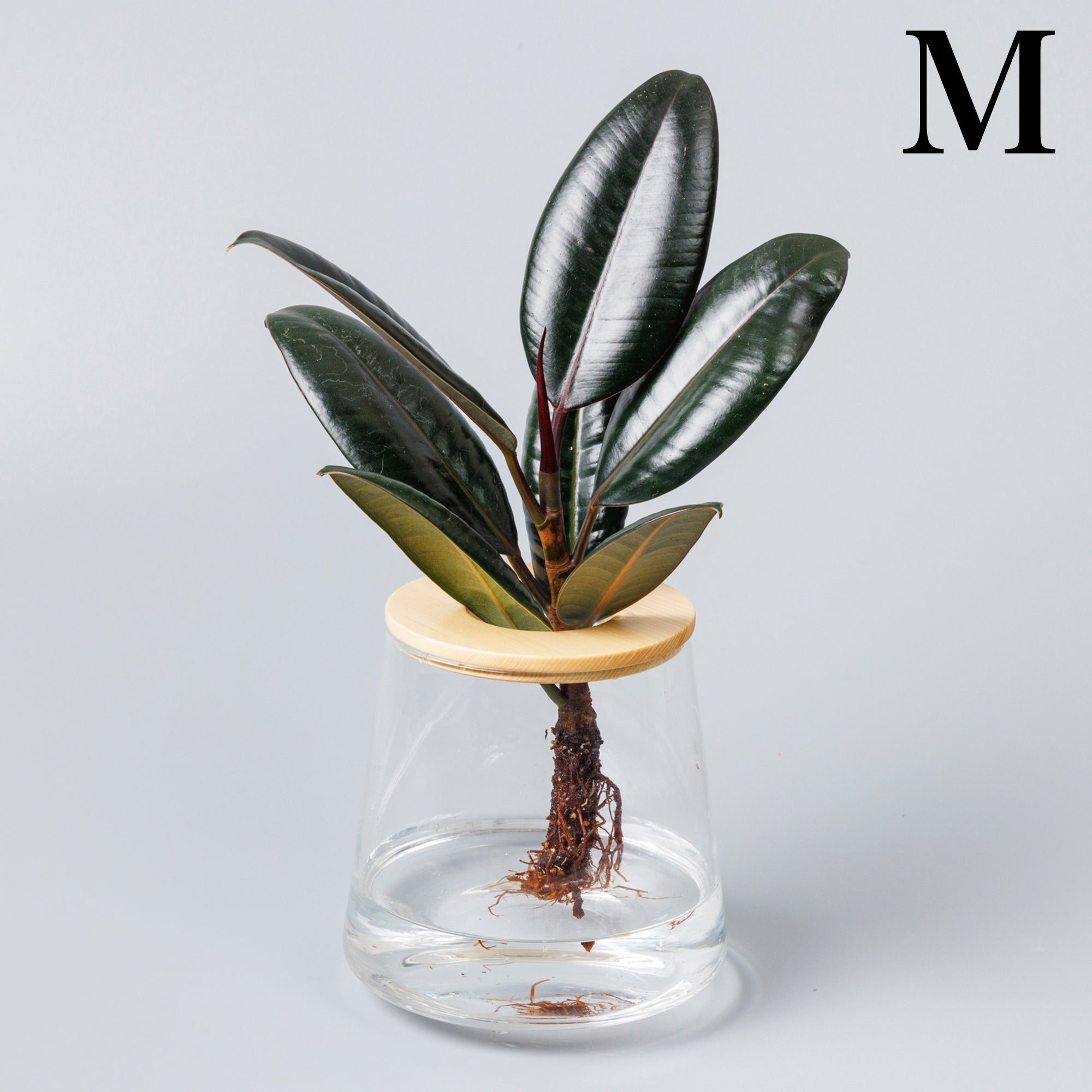 フィカス バーガンディー｜水耕栽培の観葉植物 – WOOTANG 水耕栽培の