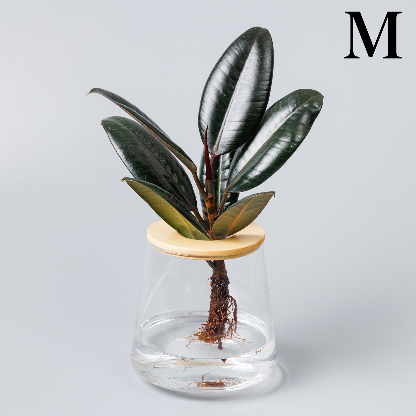 フィカスバーガンディーの水耕栽培