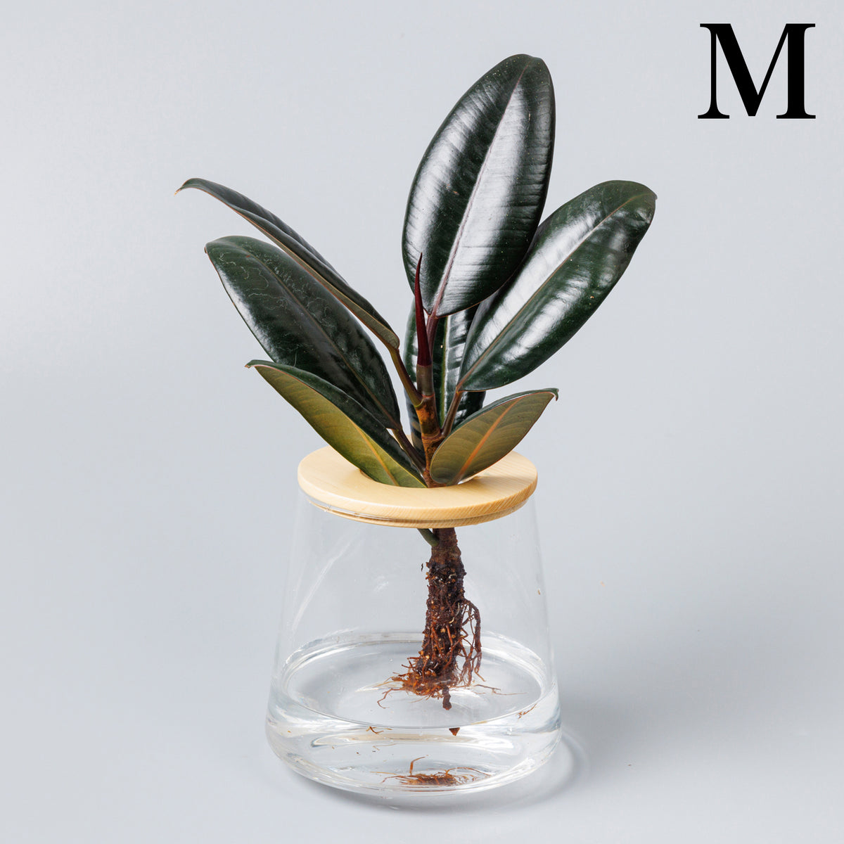 フィカス バーガンディー｜水耕栽培の観葉植物 – WOOTANG 水耕栽培の 