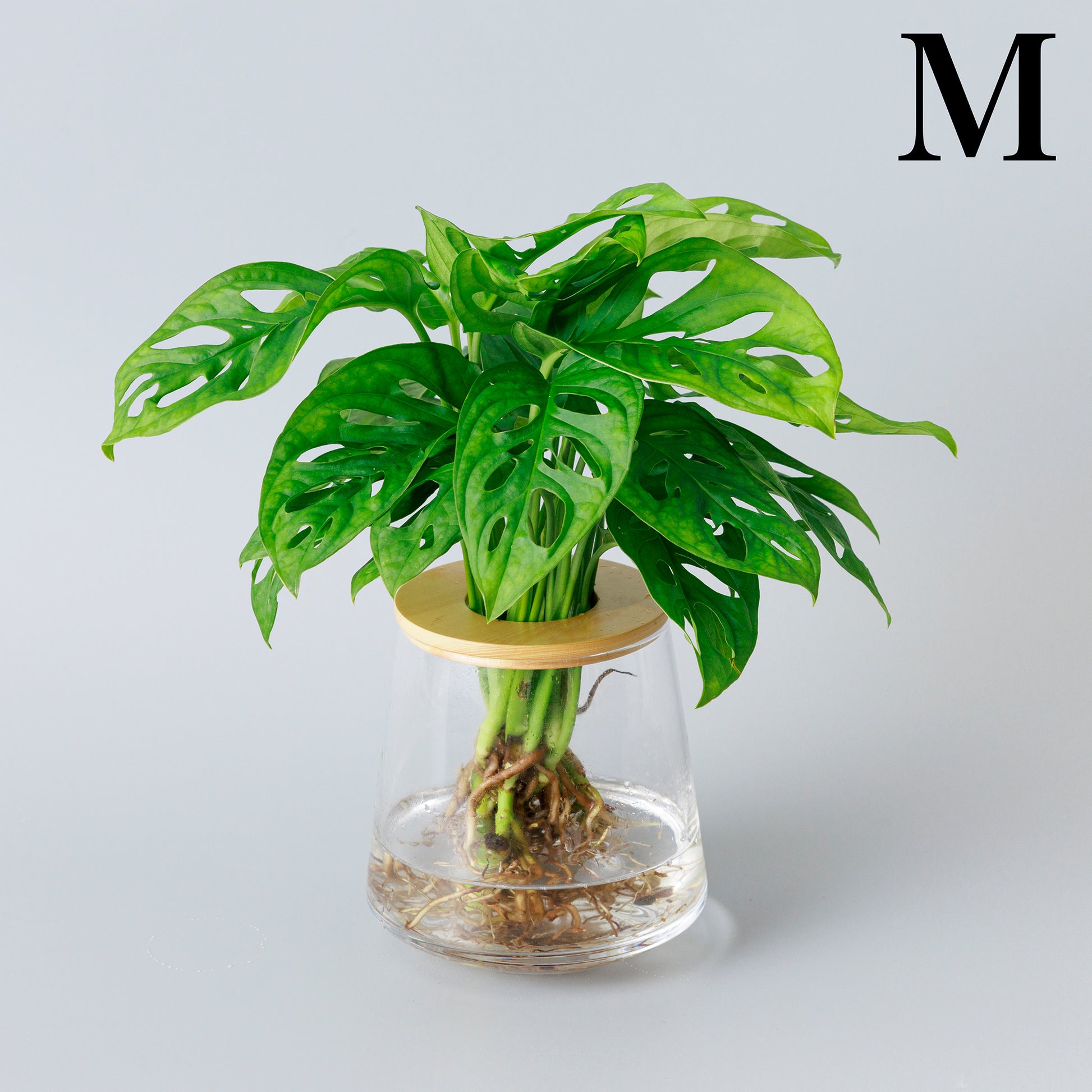 マドカズラの水耕栽培