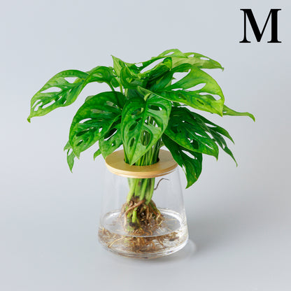 マドカズラの水耕栽培