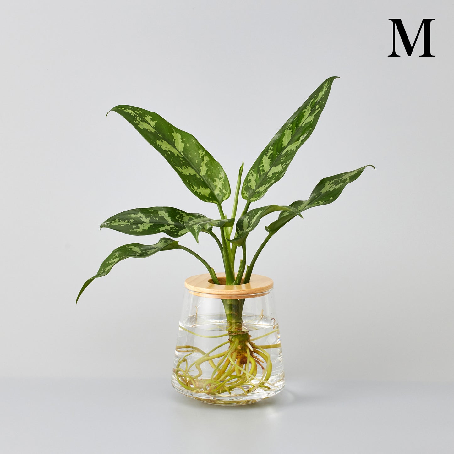 アグラオネママリアの水耕栽培