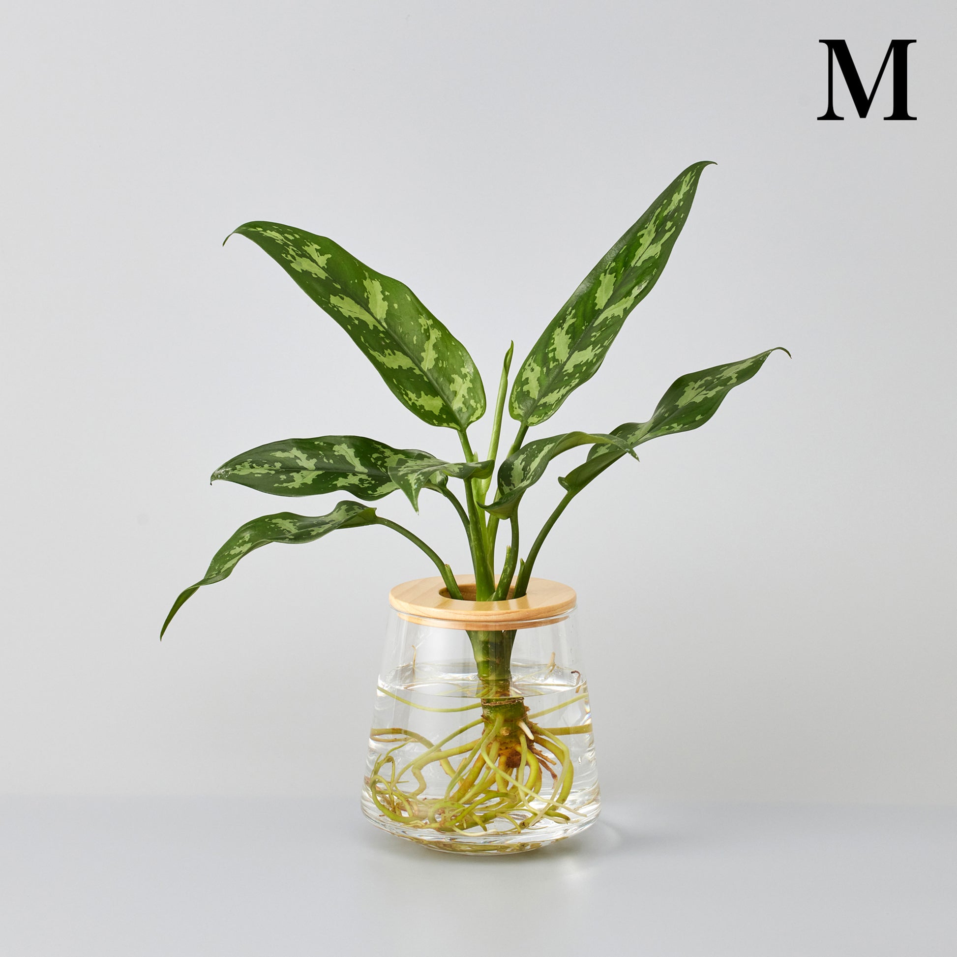 アグラオネママリアの水耕栽培