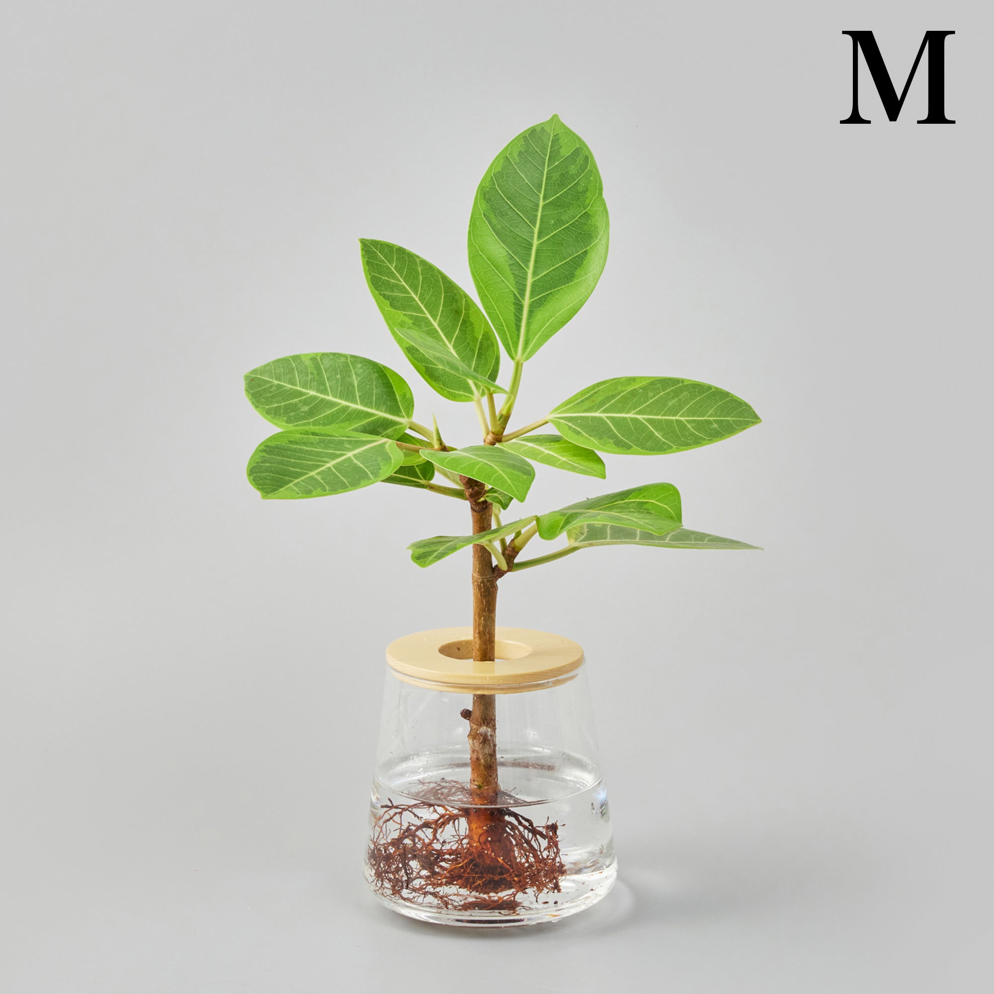 フィカス アルテシマ｜水耕栽培の観葉植物 – WOOTANG 水耕栽培の観葉植物