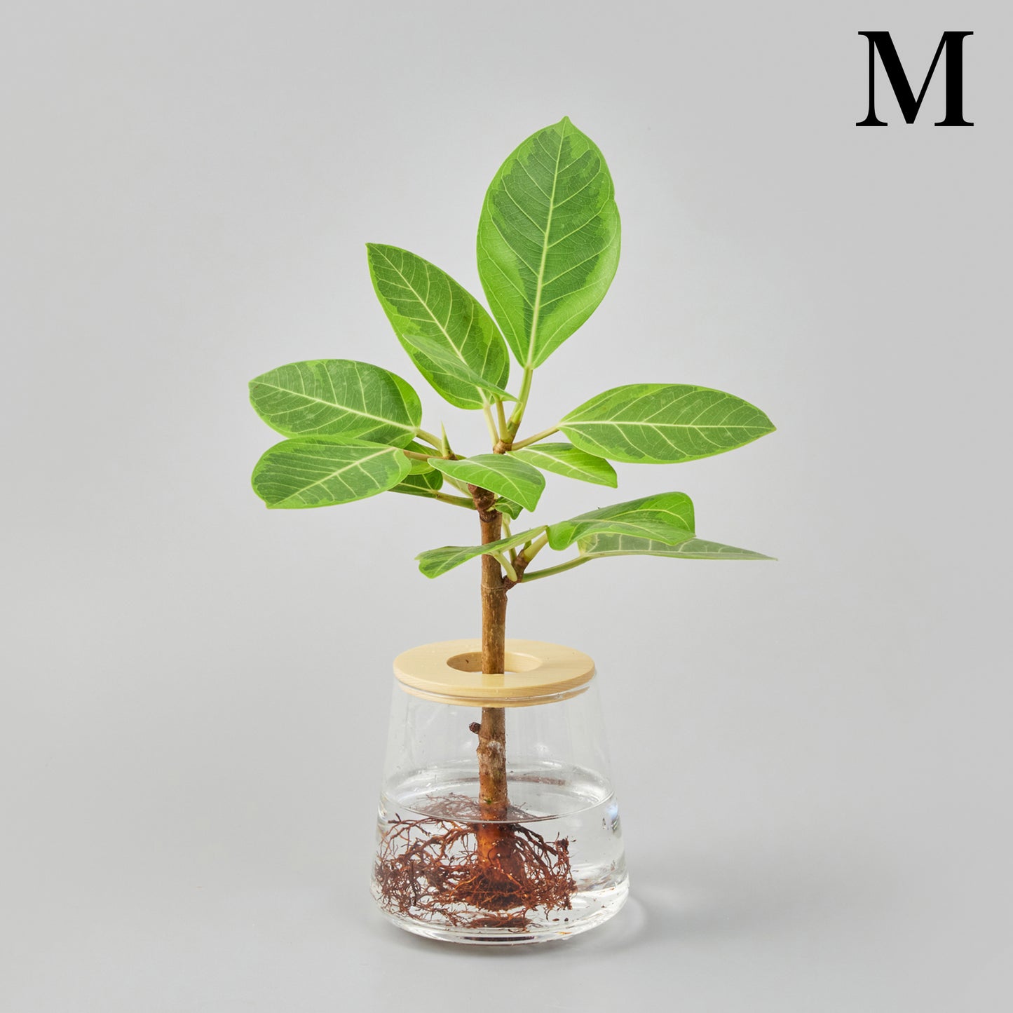 フィカス アルテシマ