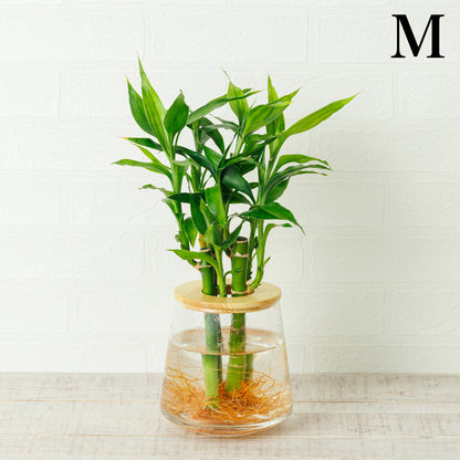 ミリオンバンブーの水耕栽培