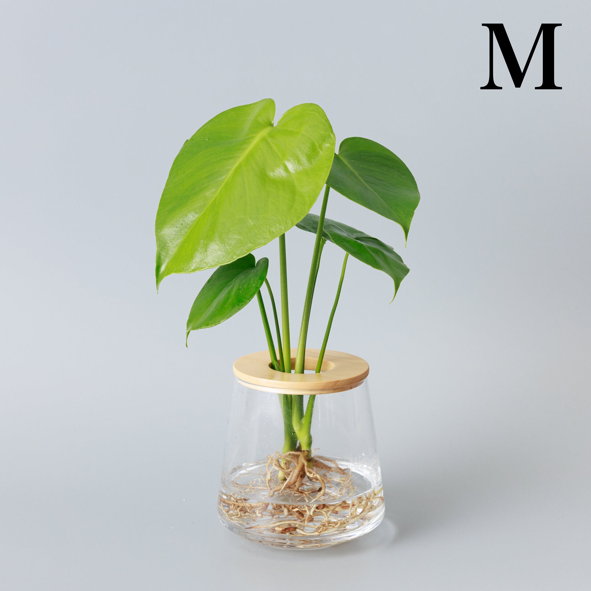 モンステラ｜水耕栽培の観葉植物 – WOOTANG 水耕栽培の観葉植物