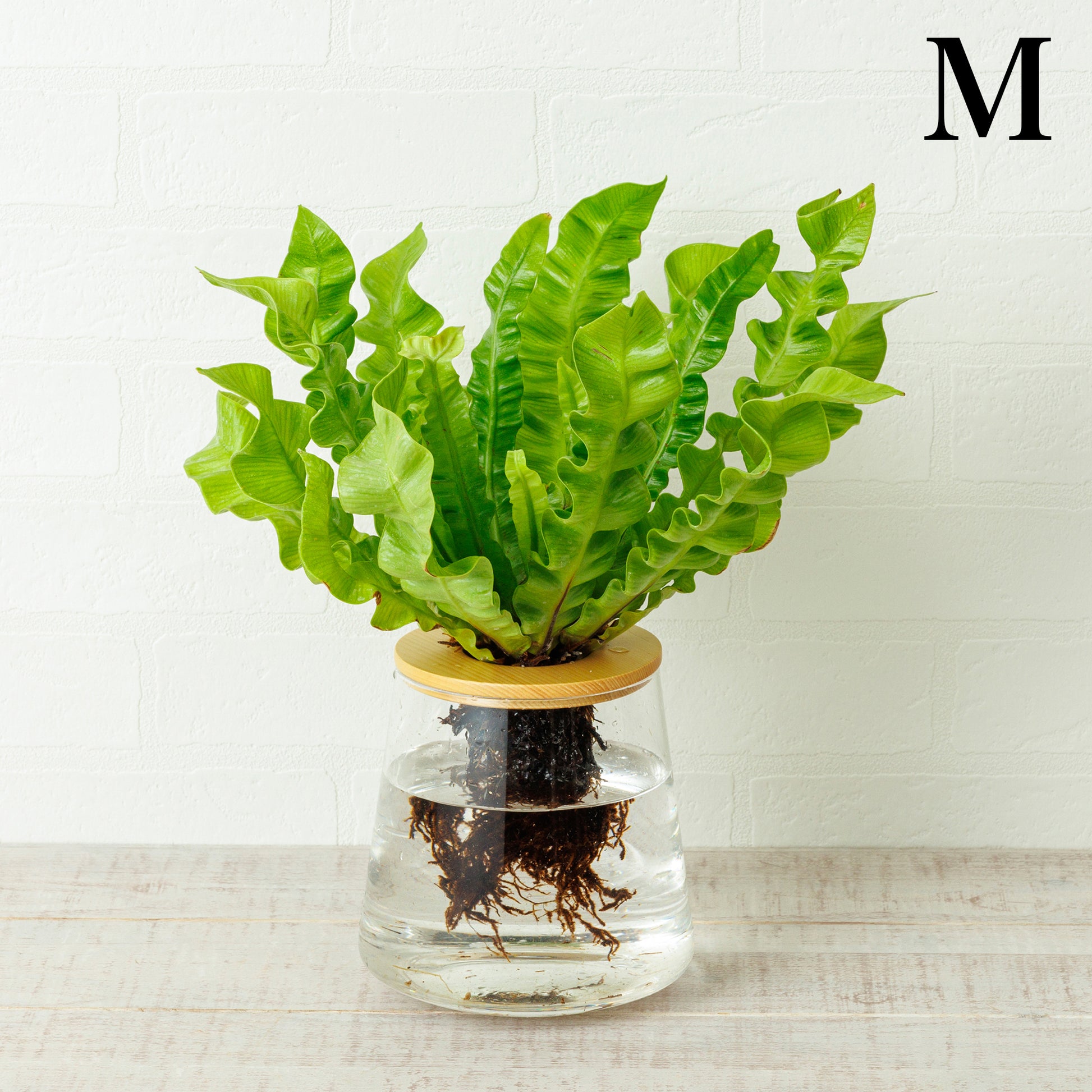 水耕栽培のアスプレニウム