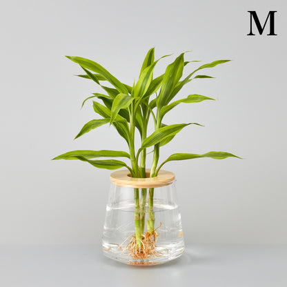 ドラセナの水耕栽培