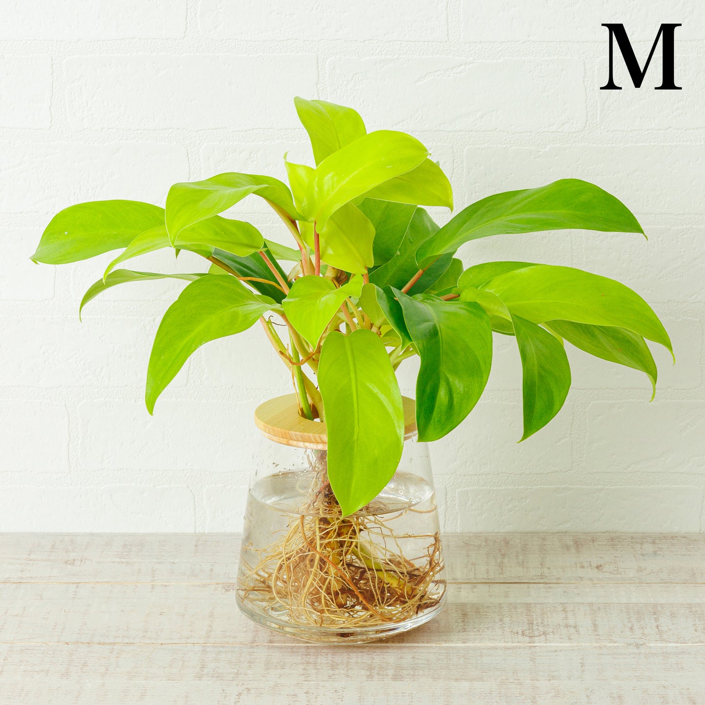 フィロデンドロンレモンライムの水耕栽培