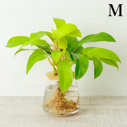 フィロデンドロンレモンライムの水耕栽培