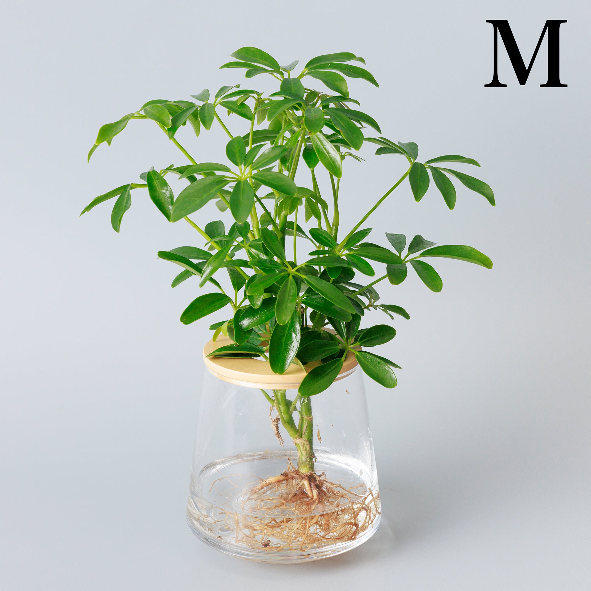 シェフレラ｜水耕栽培