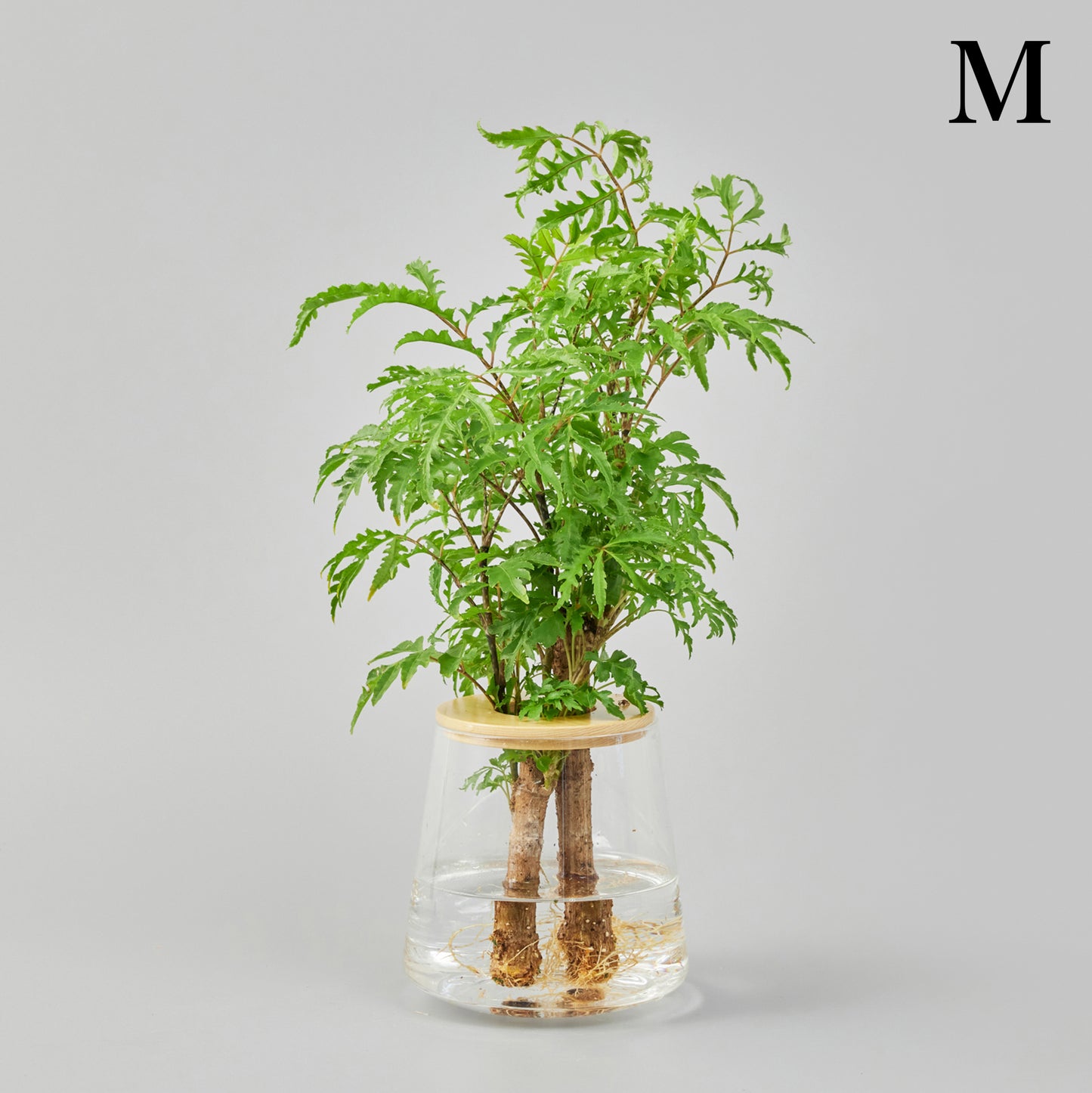 ポリシャスの水耕栽培