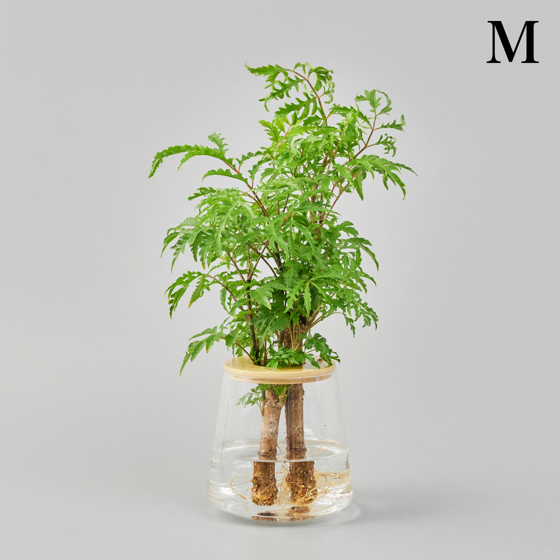 ポリシャスの水耕栽培