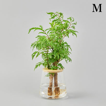 ポリシャスの水耕栽培