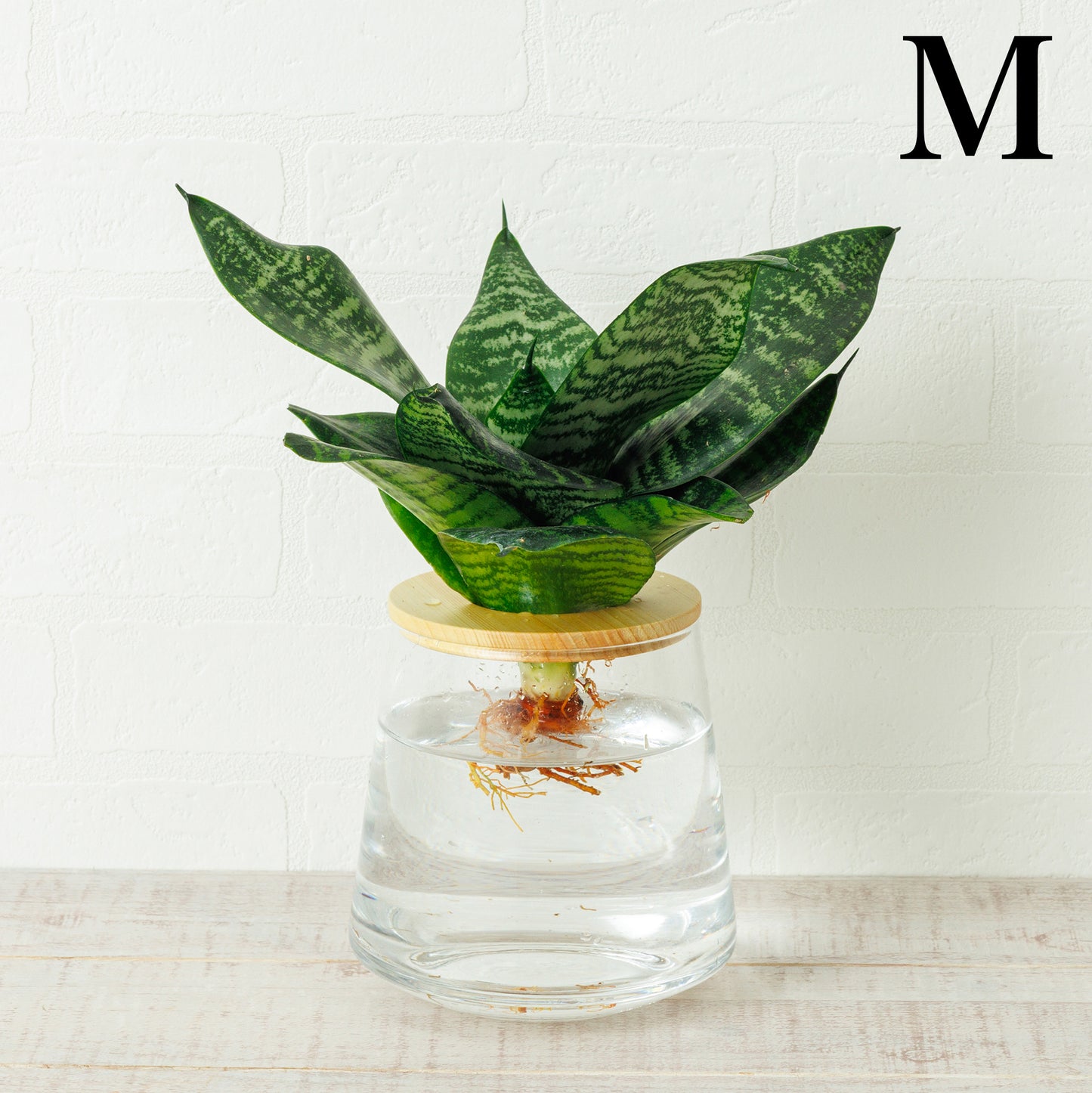 サンスベリアゼラニカの水耕栽培