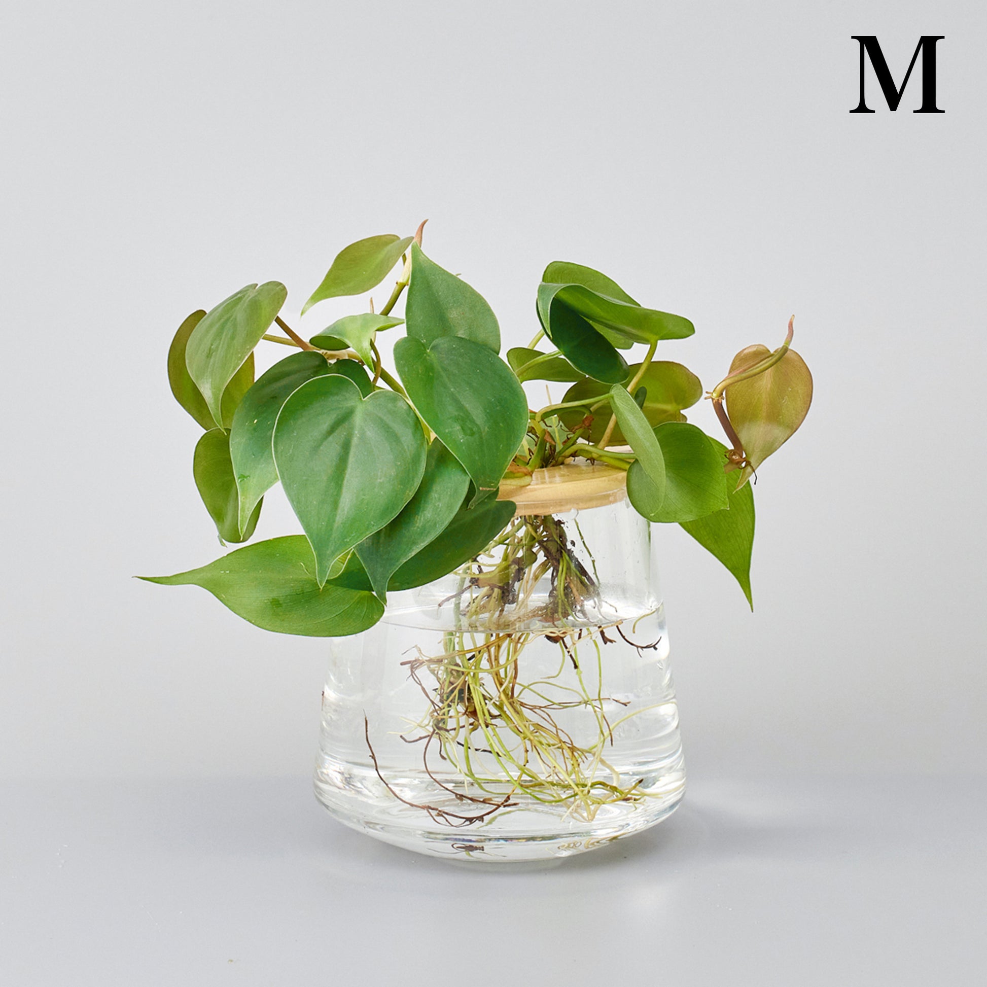 オキシカルディウムの水耕栽培