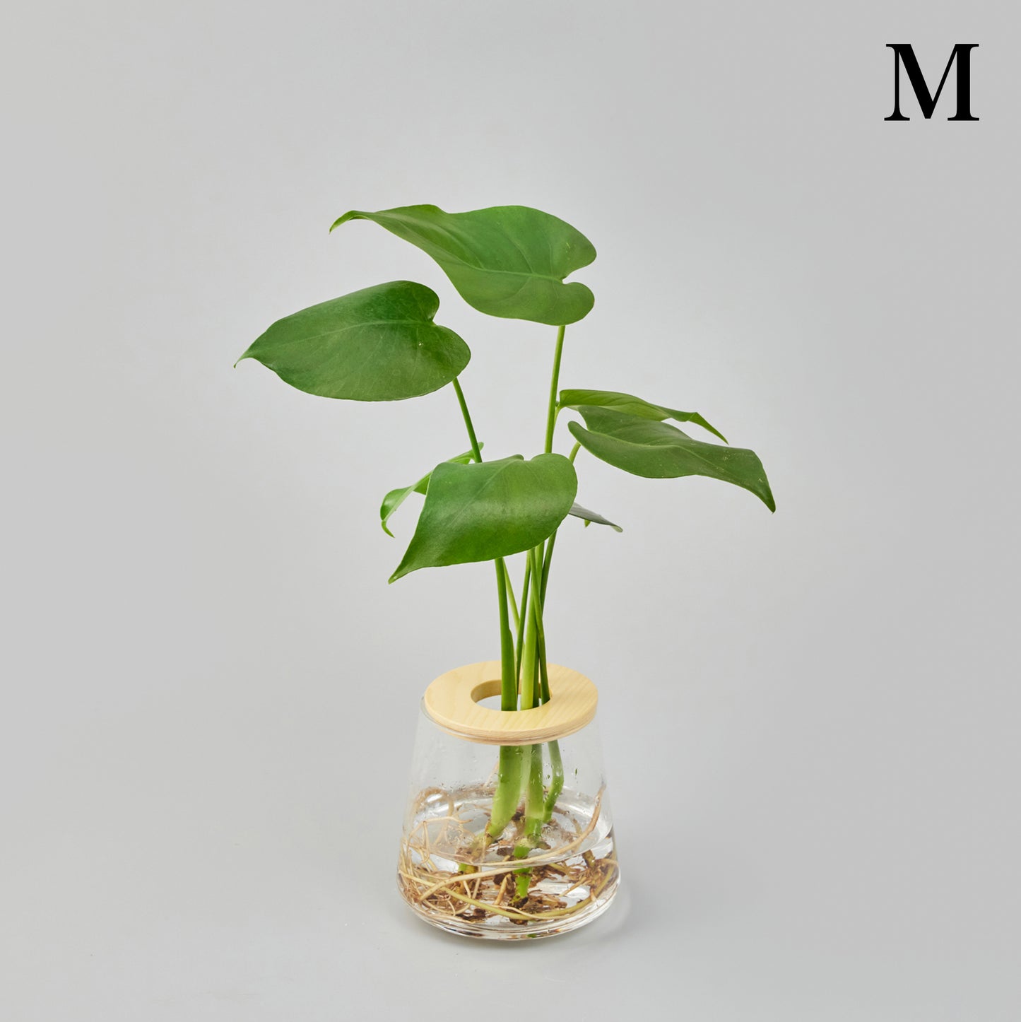 モンステラの水耕栽培