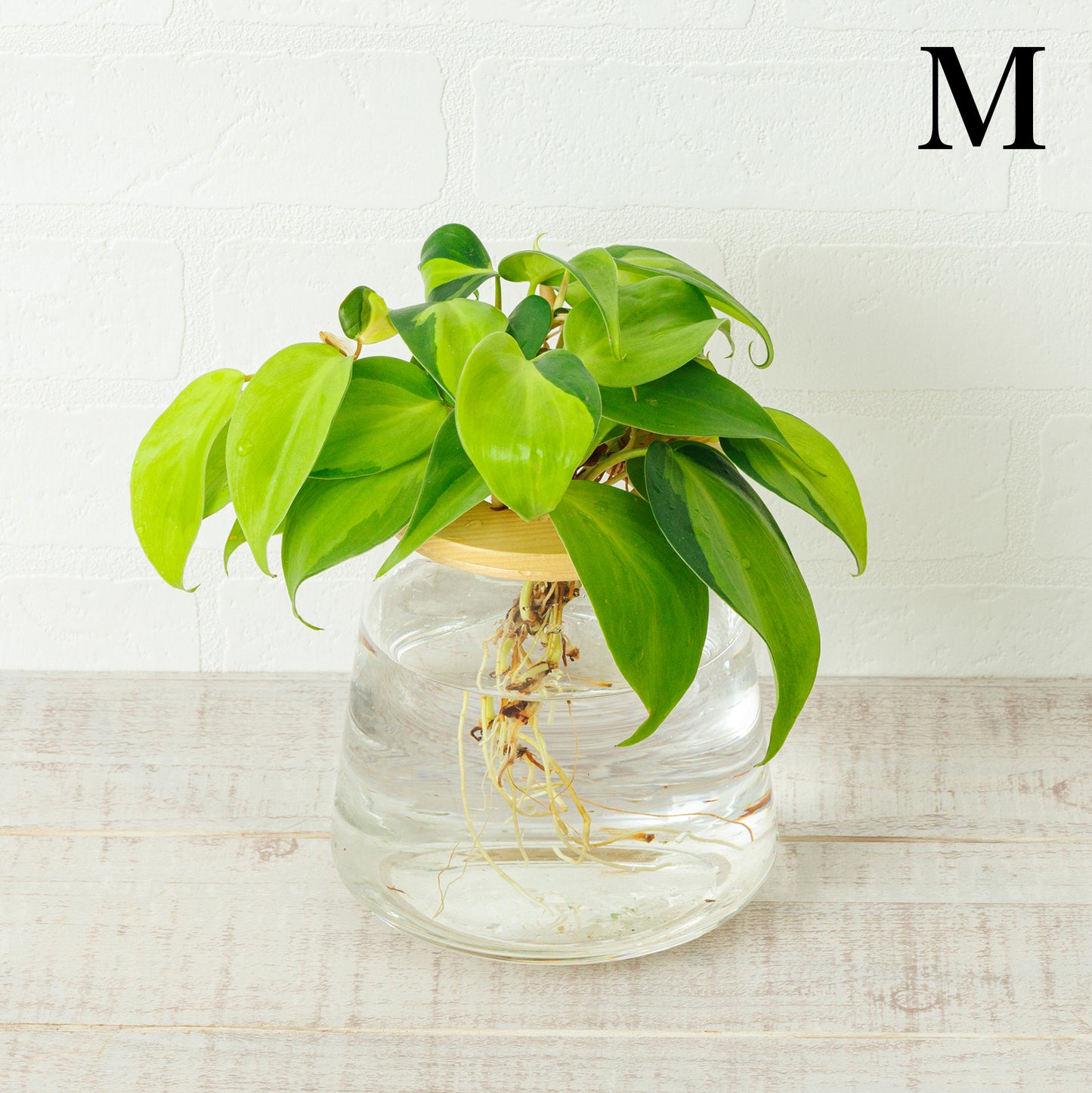 オキシカルディウム ブラジル