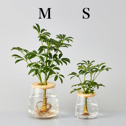 シェフレラの水耕栽培