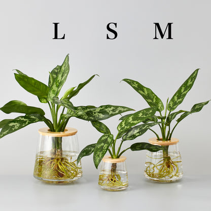 アグラオネマの水耕栽培