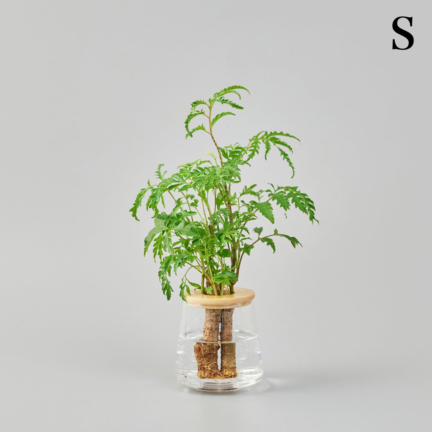 ポリシャスの水耕栽培