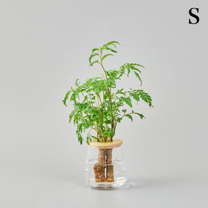 ポリシャスの水耕栽培