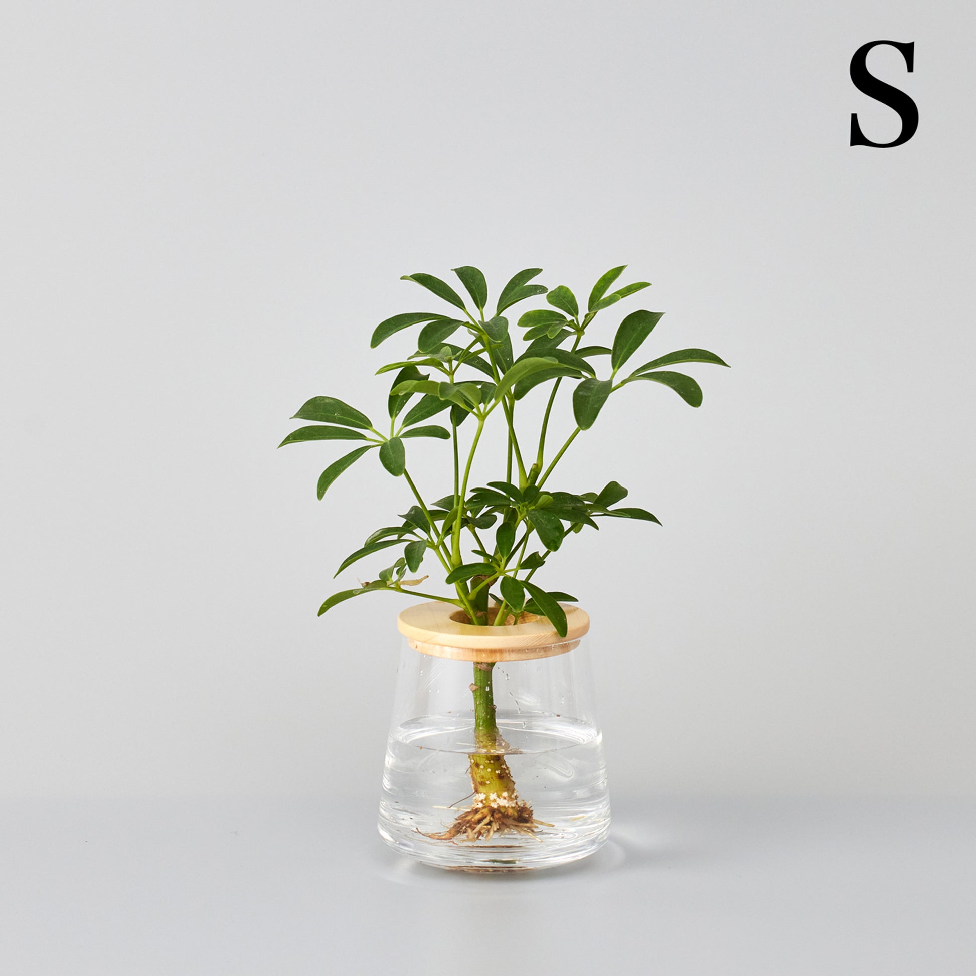 シェフレラの水耕栽培