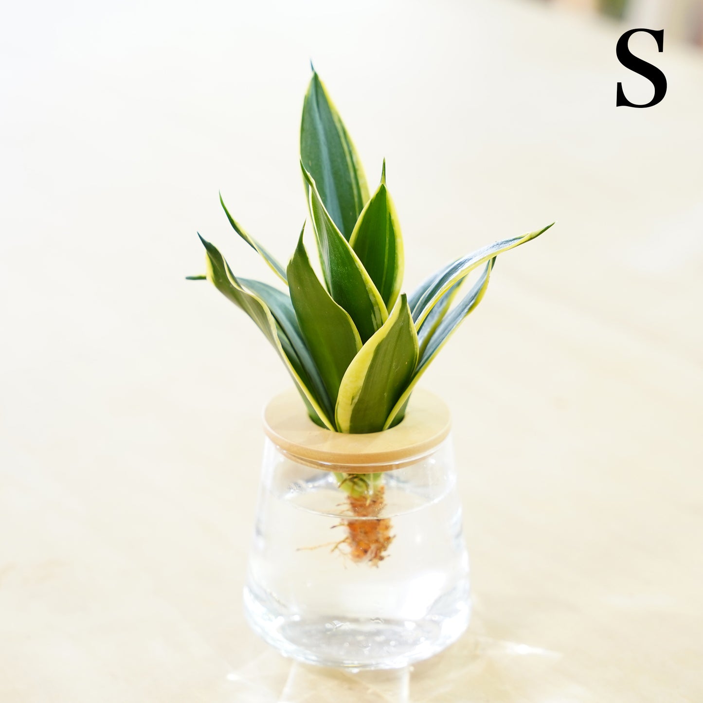 サンスベリア ハニーバニー