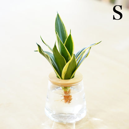 サンスベリア ハニーバニー