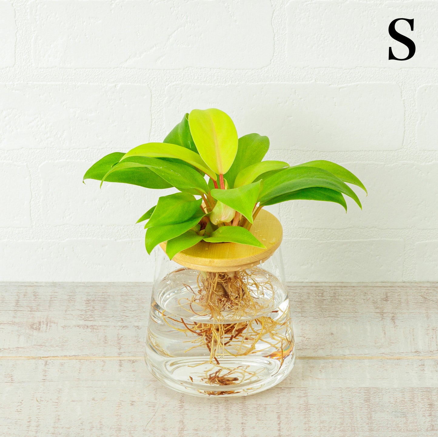 フィロデンドロンレモンライムの水耕栽培