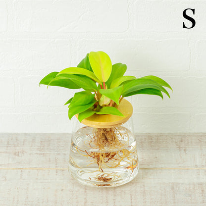 フィロデンドロンレモンライムの水耕栽培