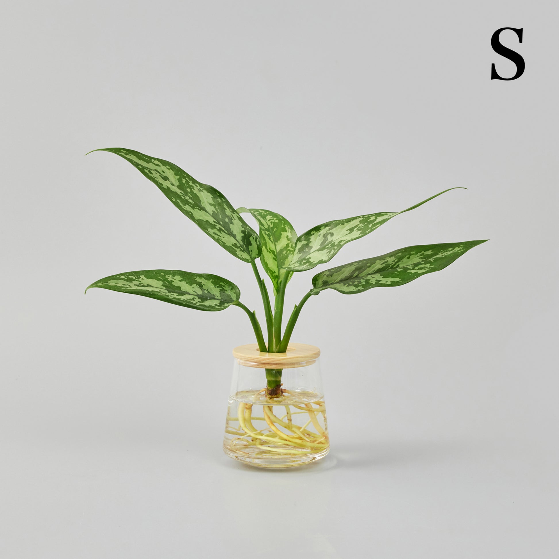 アグラオネママリアの水耕栽培