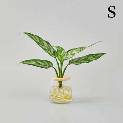 アグラオネママリアの水耕栽培