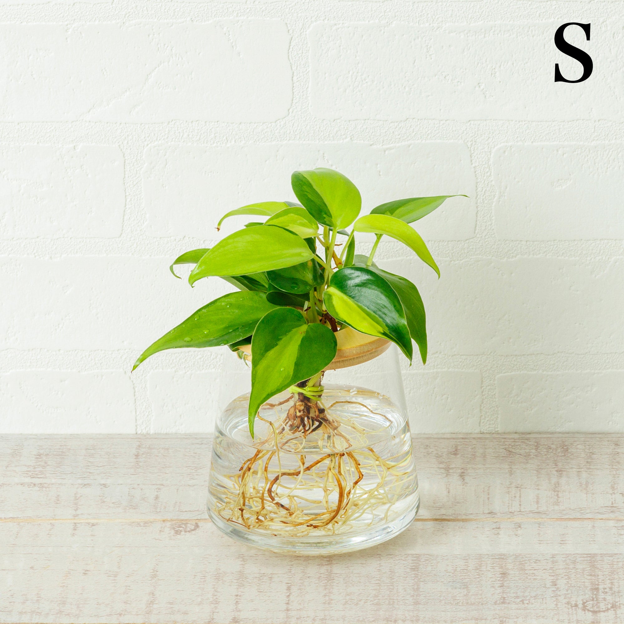 オキシカルディウム ブラジル｜水耕栽培の観葉植物 – WOOTANG 水耕栽培